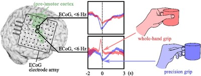 Pistohl et al. 2011 Graphical Abstract